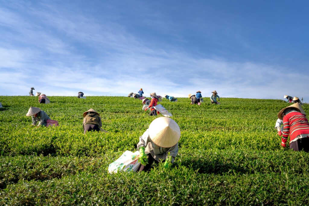 pexels-photo-2131784-2131784 A group of farmers harvesting tea leaves in a verdant field under a clear blue sky.